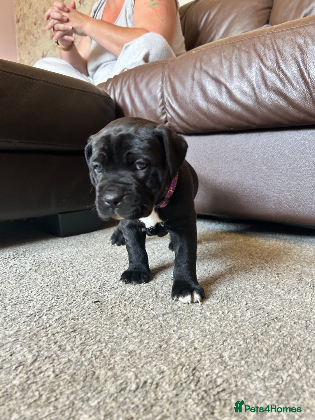 Mixed Breed dogs for sale: Four cane Corso and staff bullterrier mix.  - Image 20
