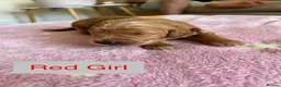 Goldendoodle dogs for sale: Outstanding F1 Standard GoldenDoodles - Advert 17