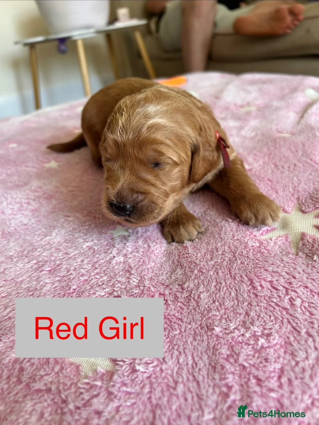 Goldendoodle dogs for sale: Outstanding F1 Standard GoldenDoodles - Advert 17