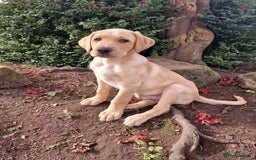 Mixed Breed dogs for sale: Labrador Cross Pups - Image 30