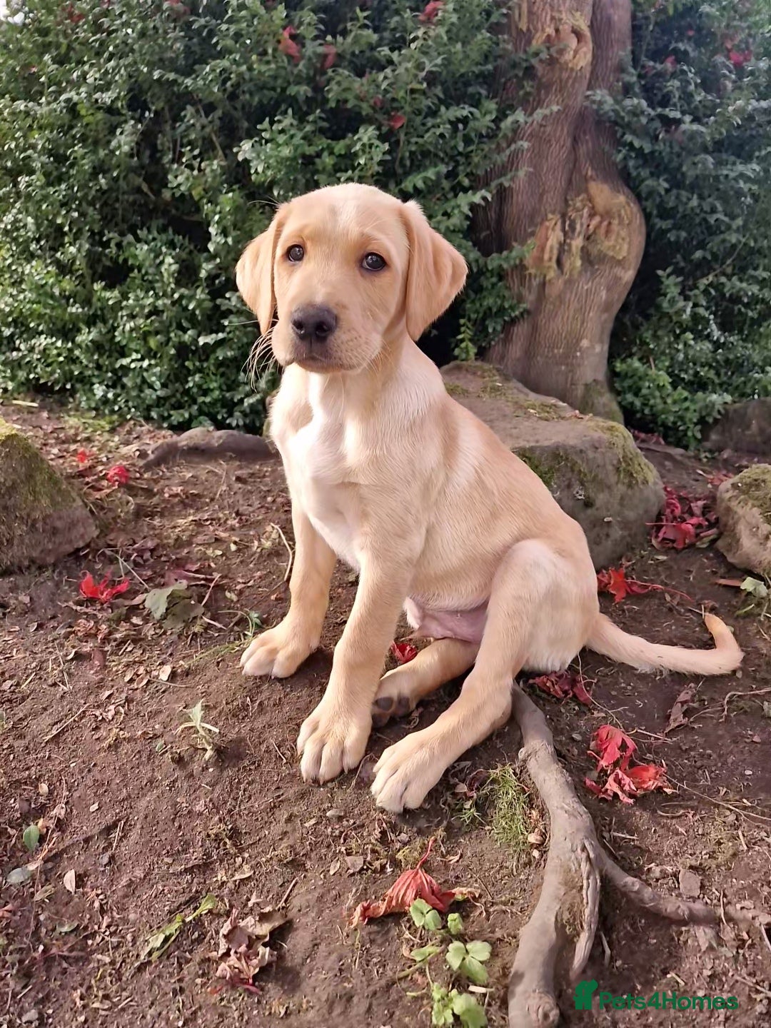 Mixed Breed dogs for sale: Labrador Cross Pups - Image 30