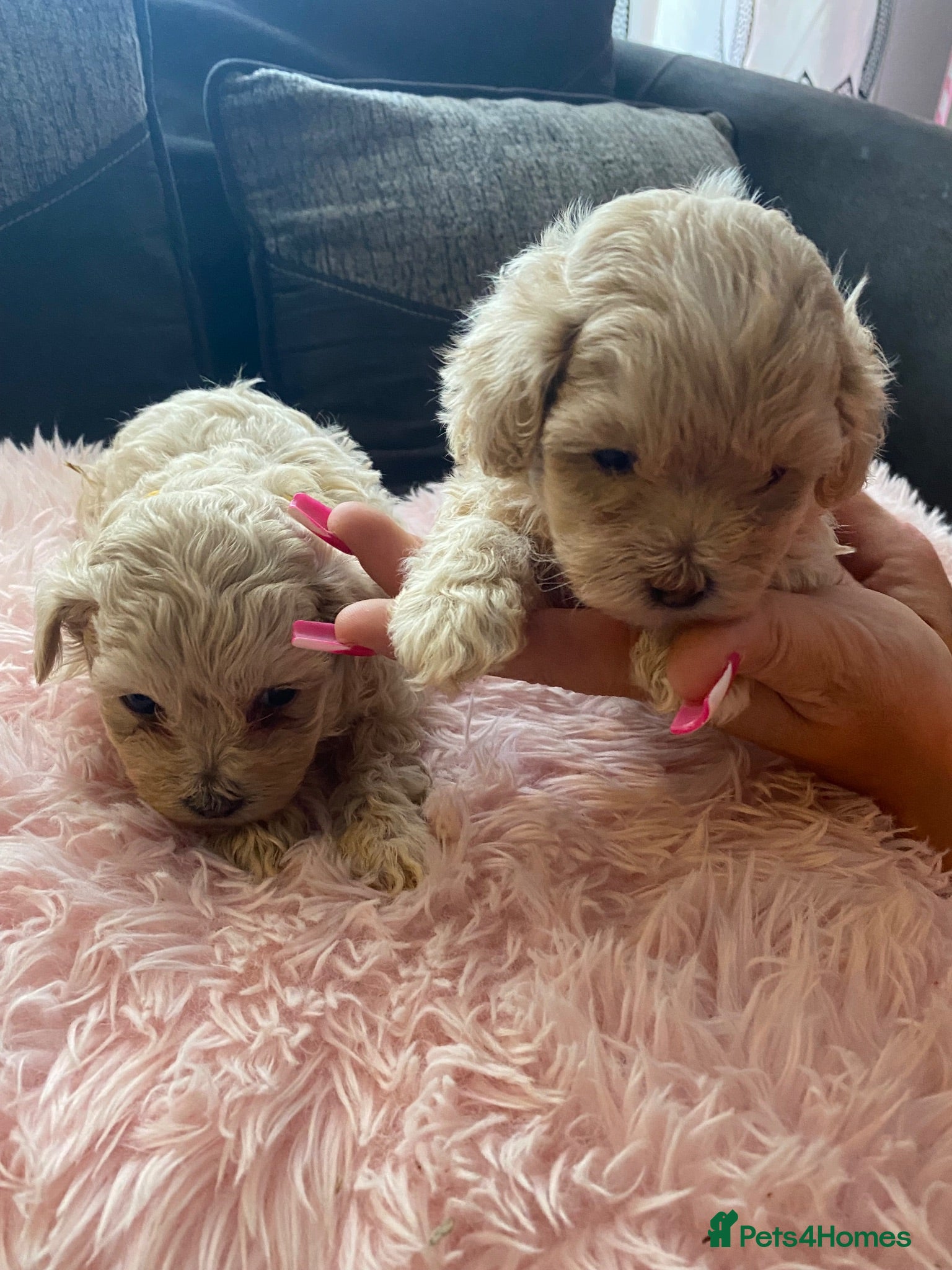 Mixed Breed dogs F1 maltipoo puppies available Dad Russian poodle - Advert 2