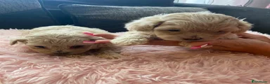 Mixed Breed 5