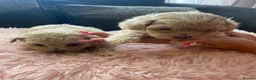 Mixed Breed dogs for sale: F1 maltipoo puppies available Dad Russian poodle - Advert 2
