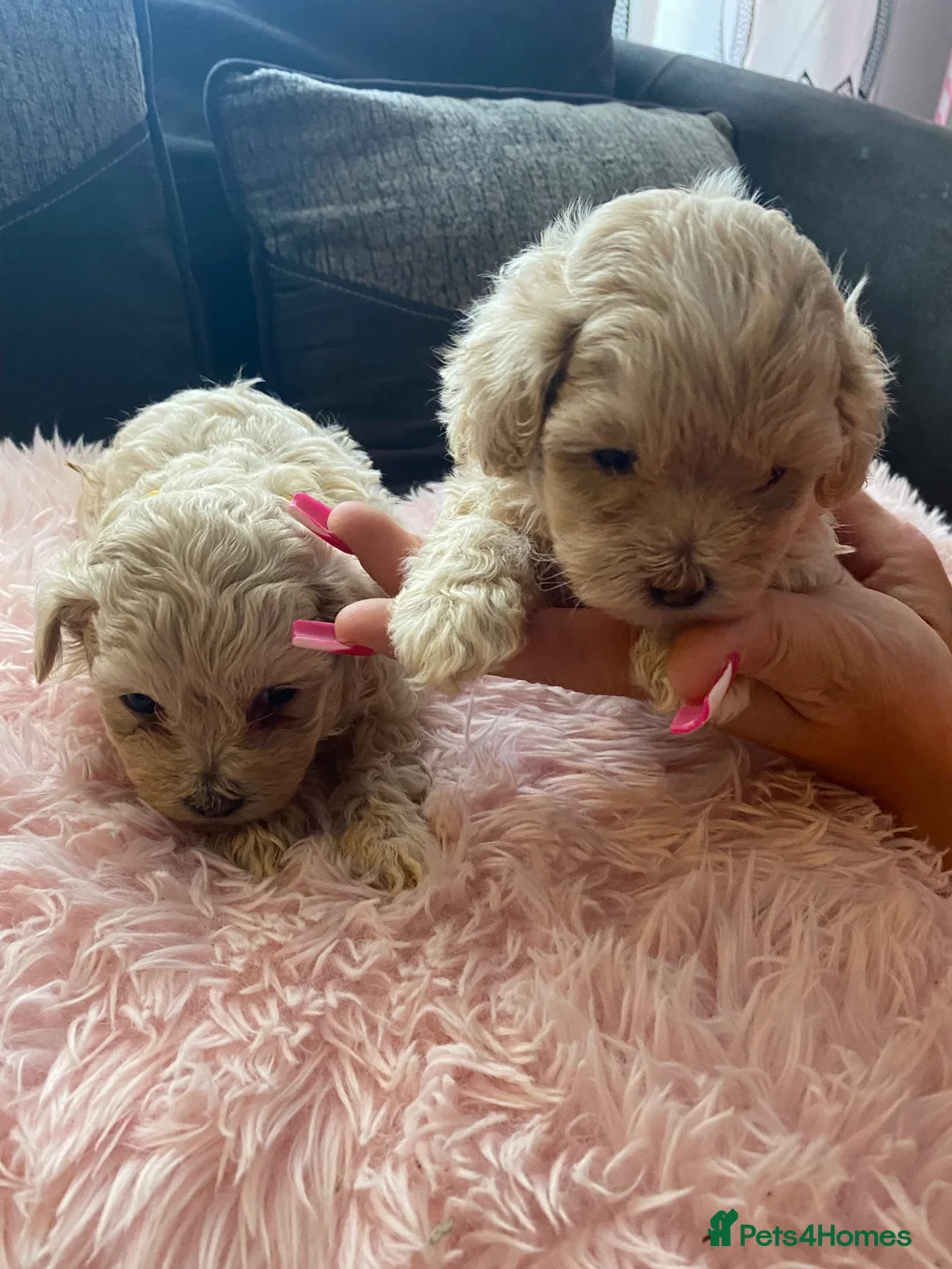 Mixed Breed dogs for sale: F1 maltipoo puppies available Dad Russian poodle - Advert 2
