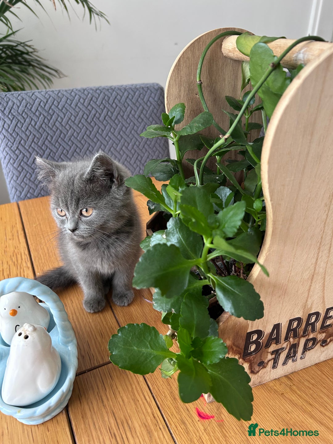 British Shorthair cats for sale: beautiful BSH girl (one girl left)  - Image 19