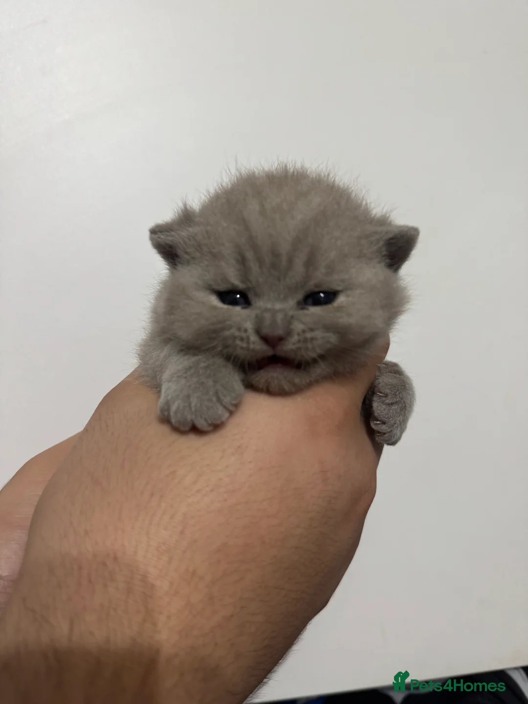 British Shorthair cats for sale: pure british shorthair kittens  - Advert 2