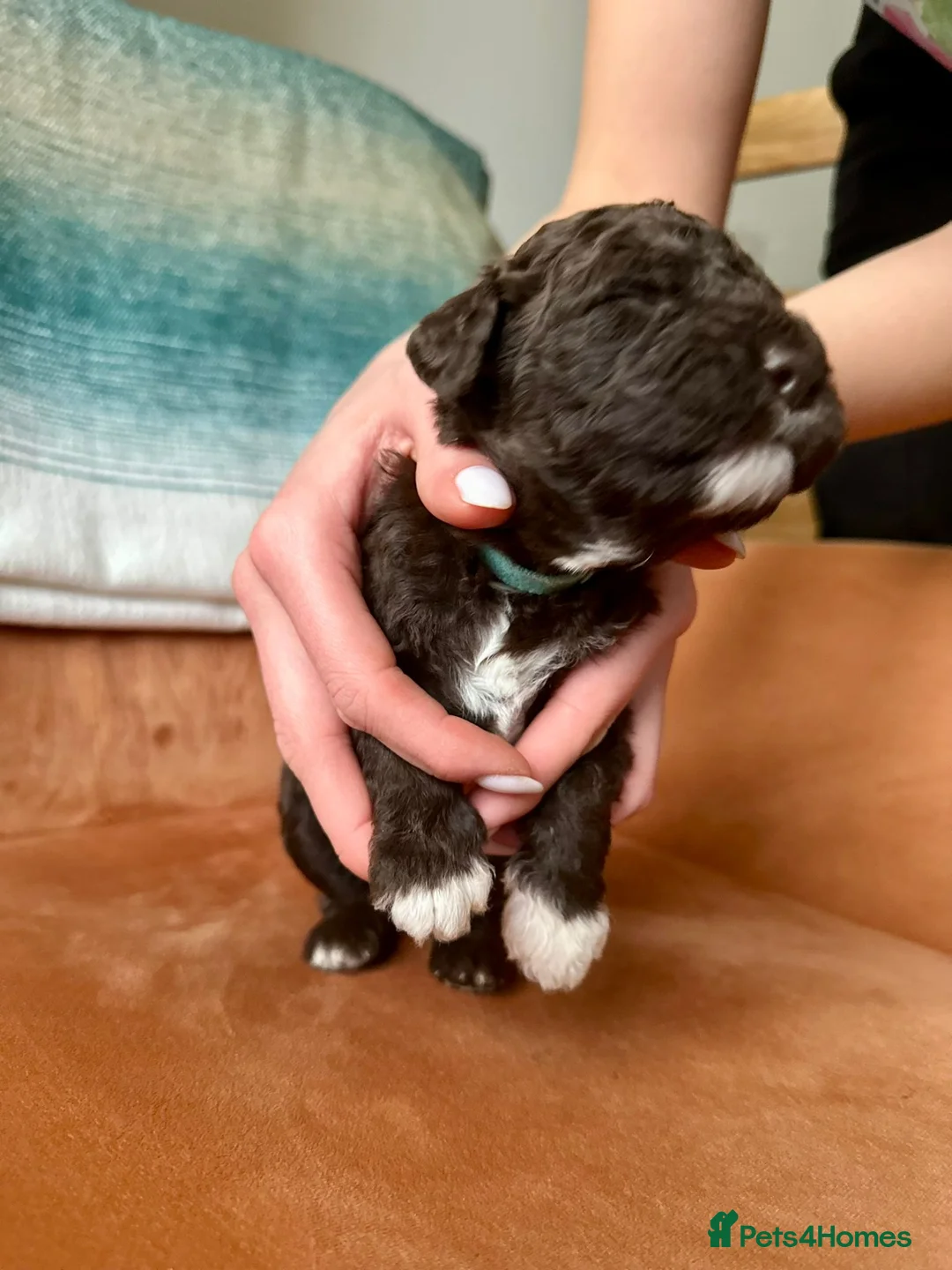 Lagotto Romagnolo dogs for sale: Lagotto Romagnolo Puppies  - Advert 11