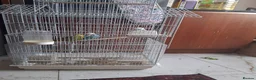 Budgerigars birds for sale: Love birds for sale  in Wembley - Advert 2