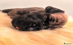 Great Dane dogs for sale: 🌟  Great Danes born 4th of August 2025 🌟 - Image 12