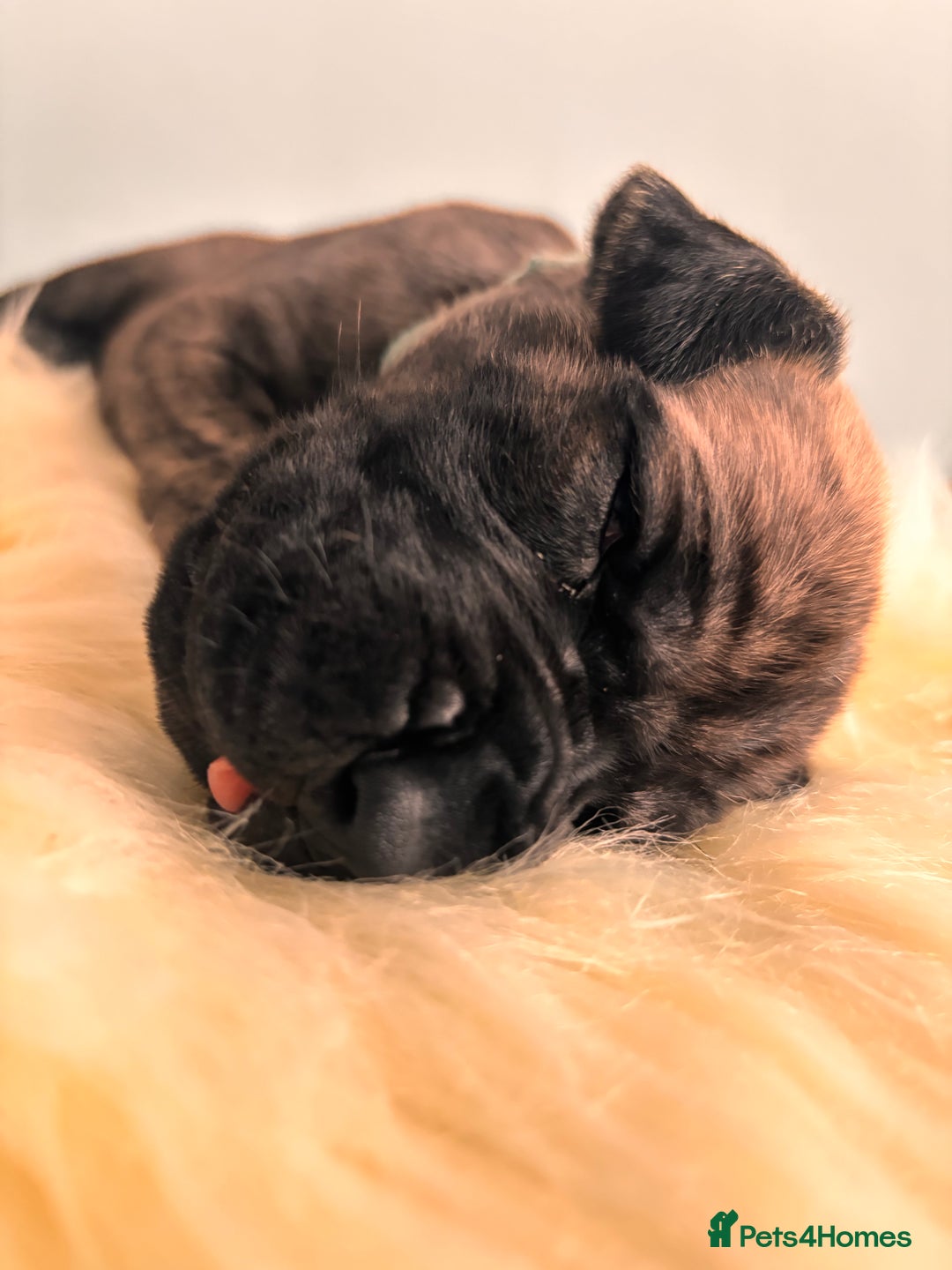 Great Dane dogs for sale: 🌟  Great Danes born 4th of August 2025 🌟 - Image 12