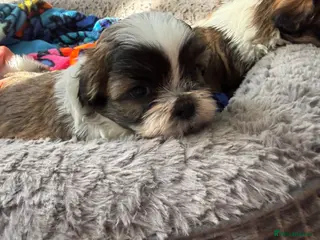 Shih Tzu dogs Purebred Shih Tzu Puppies Looking for Loving Homes - Advert 10