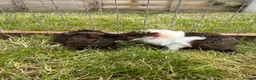 Guinea Pig rodents for sale: Baby Guinea pigs! - Advert 3