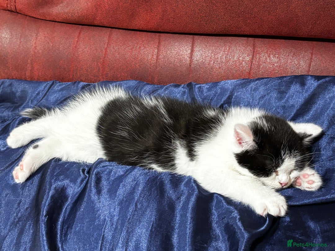 Mixed Breed cats for sale: Mom Scotish straight , dad mix  - Image 3
