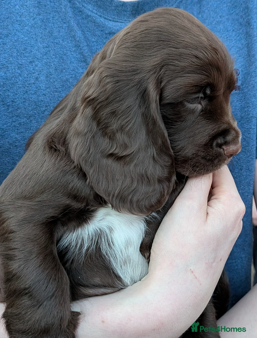 Sprocker dogs for sale: Sprocker Spaniel Puppies *ONLY 3 LEFT* Ready soon! - Advert 2