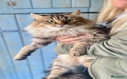 Siberian cats for sale: 4 1/2 year old Retired Queen - Image 8