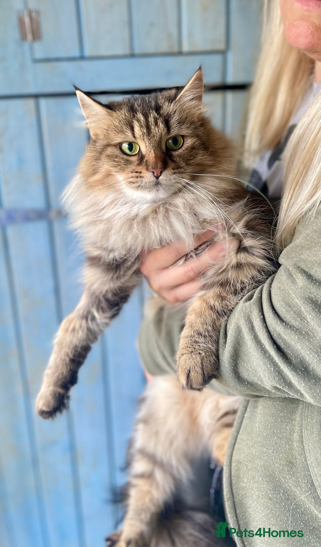 Siberian cats for sale: 4 1/2 year old Retired Queen - Image 8