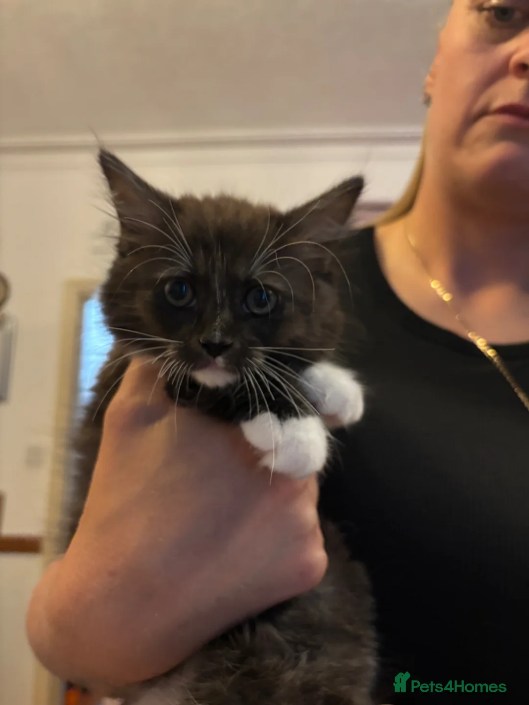 Ragcoon cats for sale: Stunning Ragcoons 😍 ** last kitty available!** - Advert 2