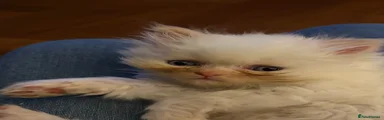Persian Kitten 4
