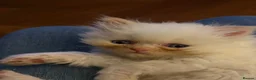 Persian cats for sale: Stunning colour point Persian kittens - Advert 4