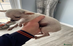 Chihuahua dogs for sale: Chihuahua puppy’s  - Image 5