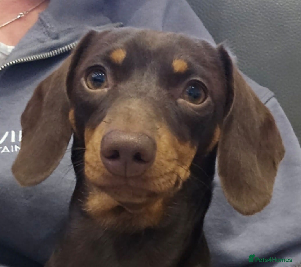 Miniature Dachshund dogs Beautiful champion lines girl  - Advert 5