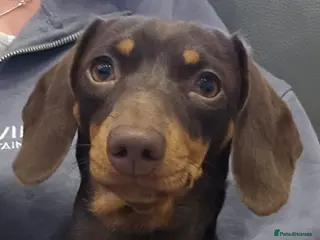 Miniature Dachshund dogs Beautiful champion lines girl - Advert 5