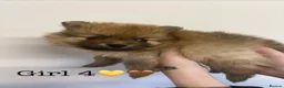 Pomeranian dogs for sale: Pomeranian Puppies - Advert 21