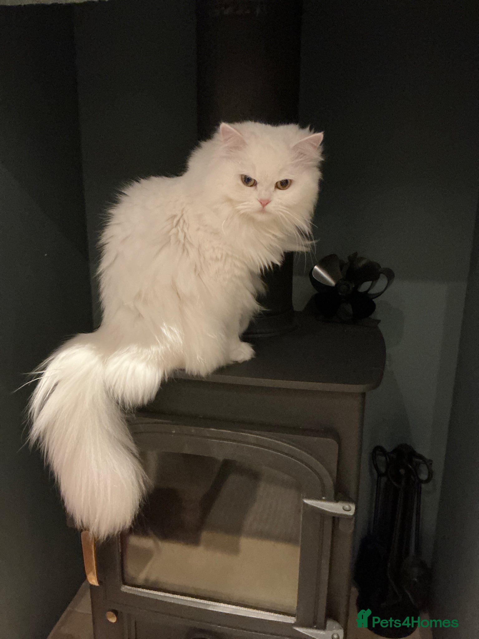 Persian cats Miniature persian, breeding female (rare genes) - Advert 4