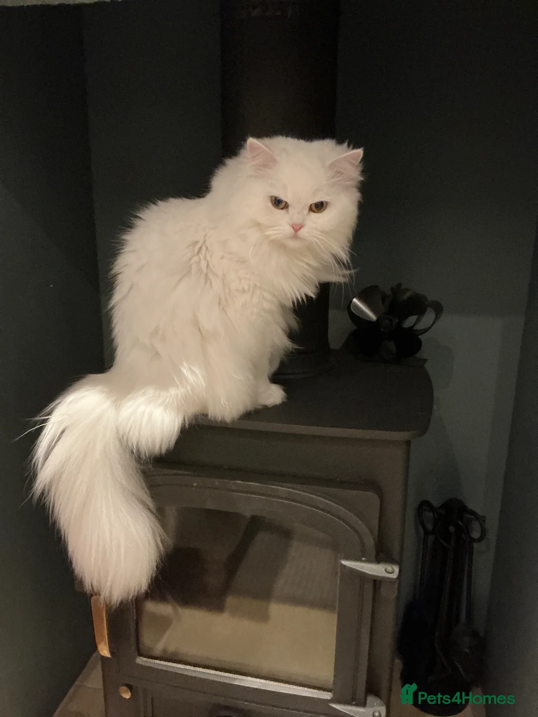 Persian cats for sale: Miniature persian, breeding female (rare genes) - Advert 1