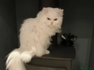 Persian cats Miniature persian, breeding female (rare genes) - Advert 4