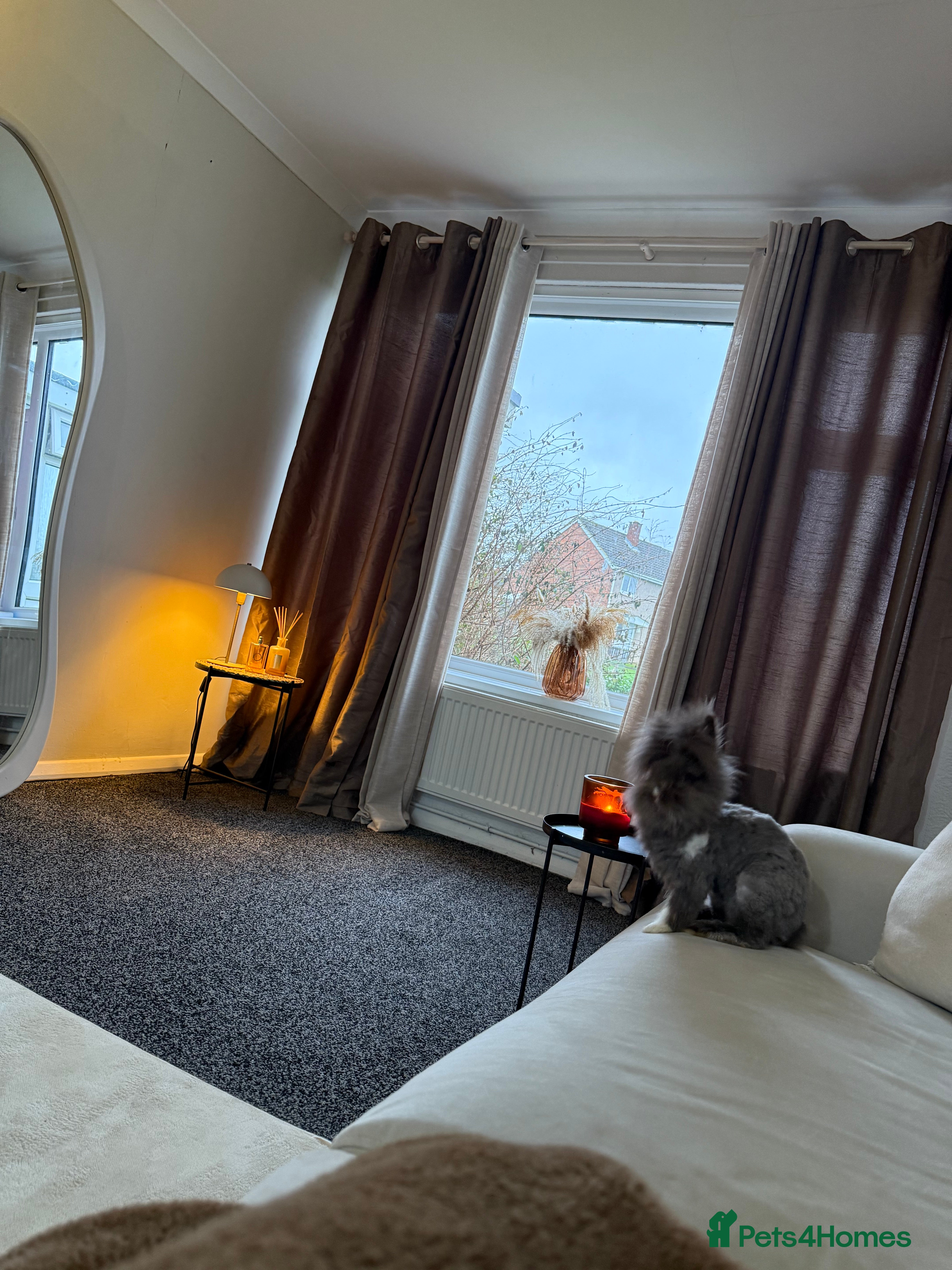 Angora rabbits Baby angora - Advert 1