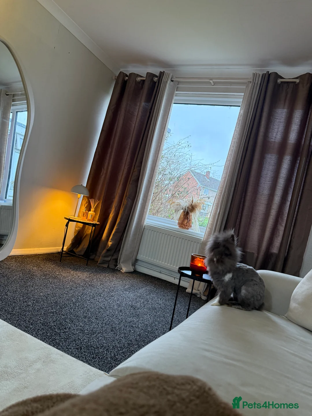 Angora rabbits for sale: Baby angora - Advert 1