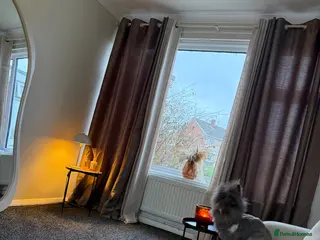 Angora rabbits Baby angora - Advert 1