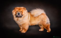 Chow Chow dogs for stud: *DISCOUNTED PRICE-PROVEN* CHOW AVAILABLE FOR STUD! in Canterbury - Image 3