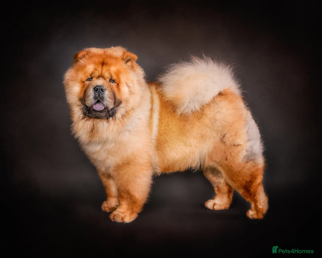 Chow Chow dogs for stud: *PROVEN* CHOW AVAILABLE FOR STUD! in Canterbury - Advert 3