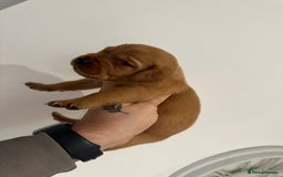 Labrador Retriever dogs for sale: Working Class Fox Red Labs  - Image 20
