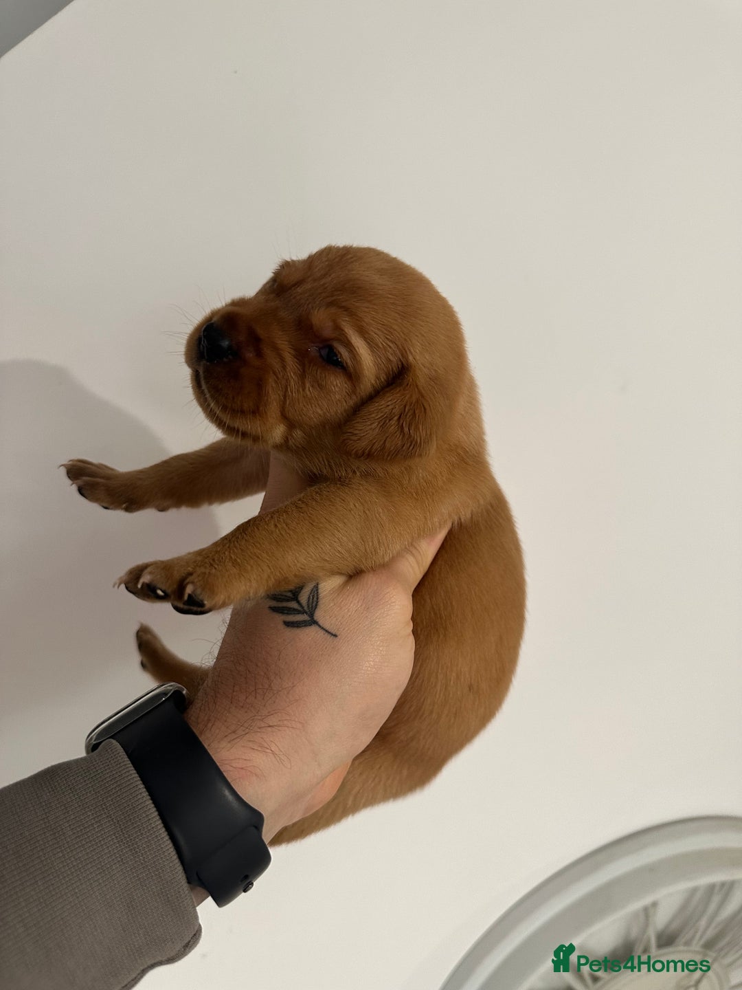 Labrador Retriever dogs for sale: Working Class Fox Red Labs  - Image 20