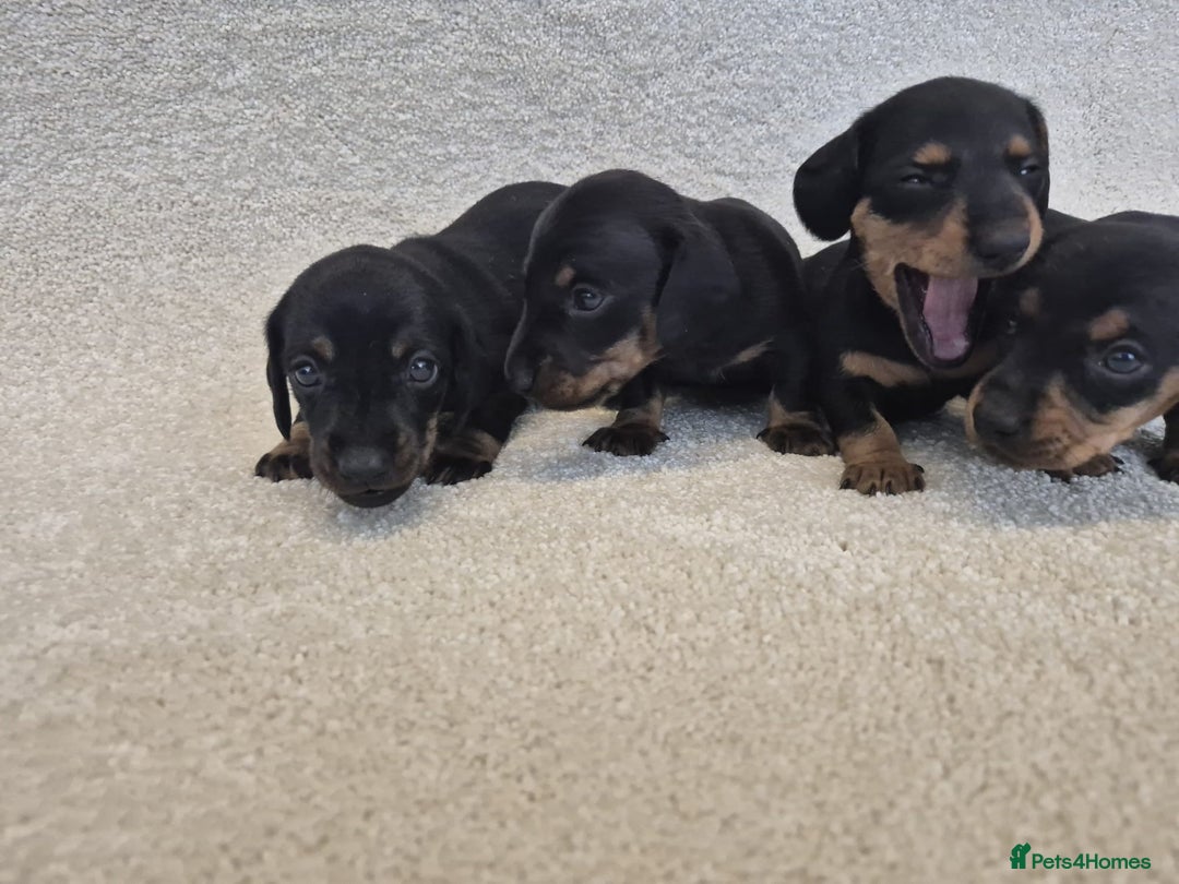 Dachshund dogs for sale: BEAUTIFUL MINI DACSHUNDS - Image 18