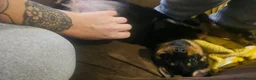 Rottweiler dogs for sale: Rottweiler - Advert 8
