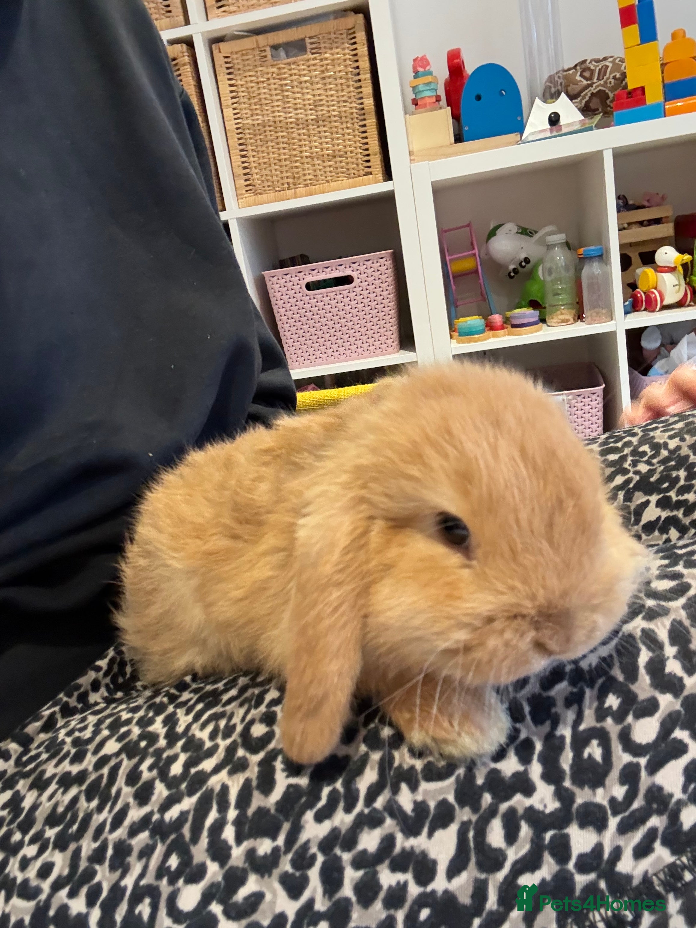 Mini Lop rabbits Mini lop bunnies looking for forever homes  - Advert 1