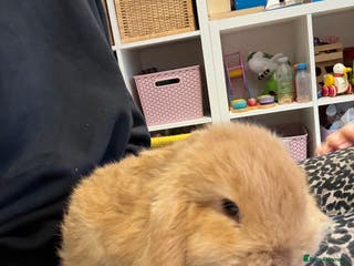 Mini Lop rabbits Mini lop bunnies looking for forever homes - Advert 6
