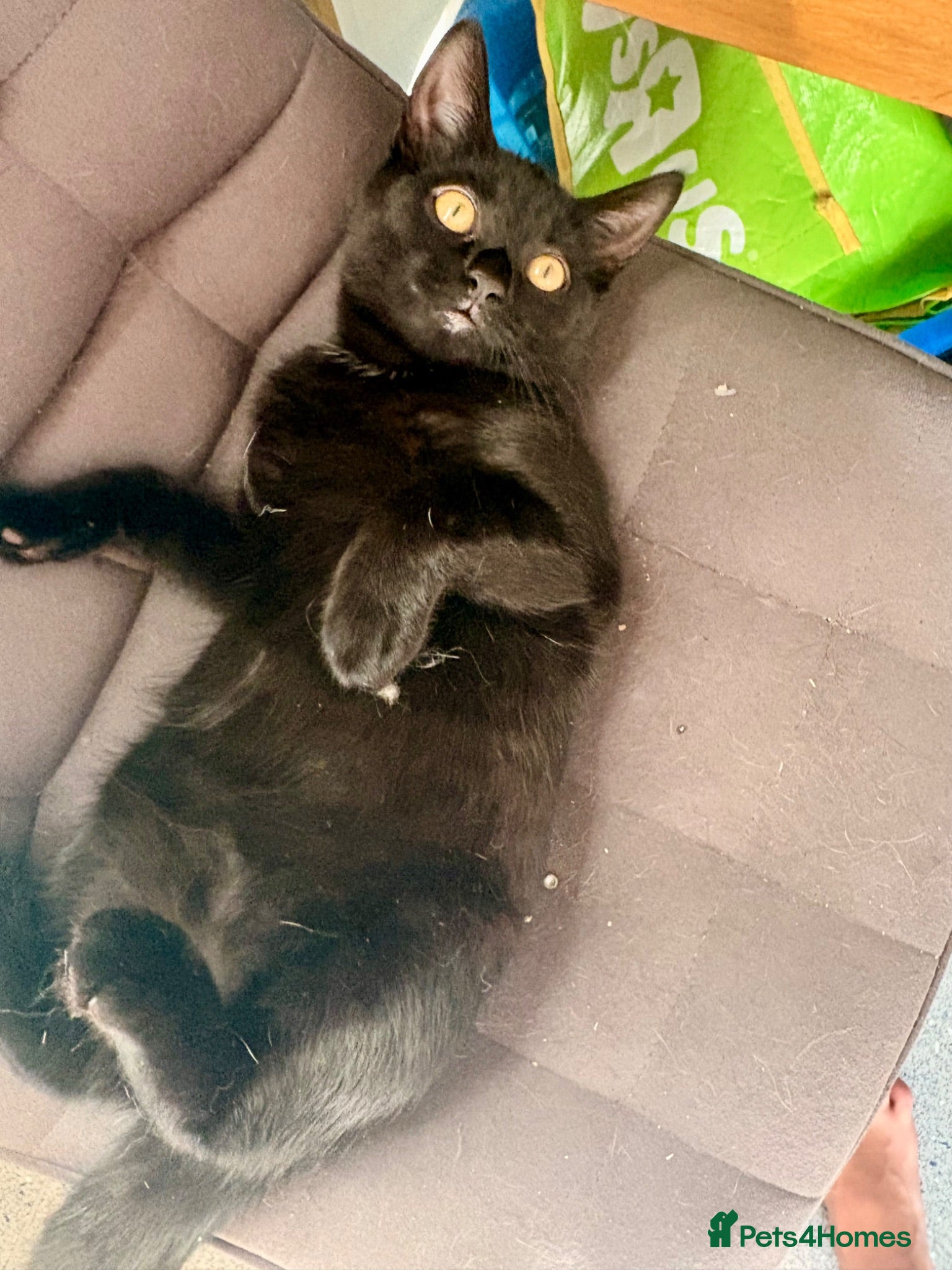 Bombay cats Kitten for sale  - Advert 1