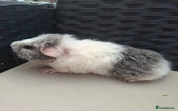 Guinea Pig rodents for sale: Baby guinea pigs for sale - Image 4