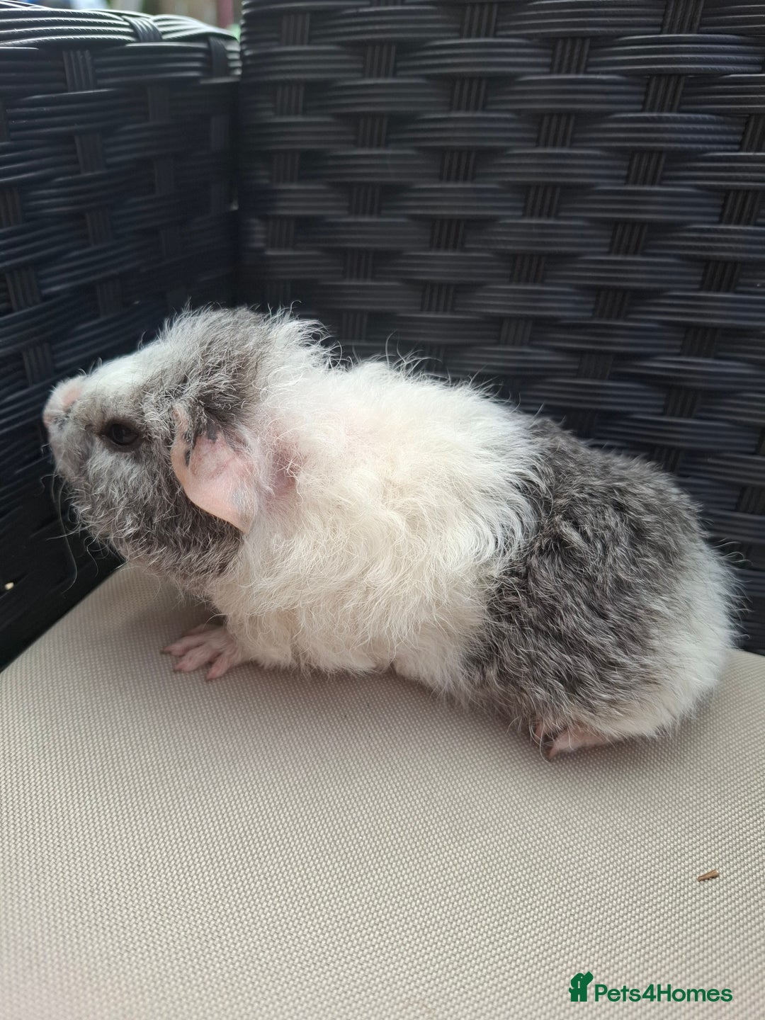 Guinea Pig rodents for sale: Baby guinea pigs for sale - Image 4