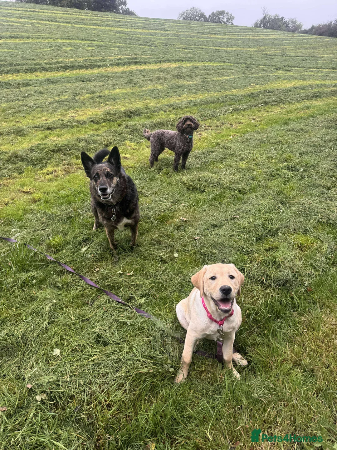 Labrador Retriever dogs for sale: Yellow Labrador  - Advert 2