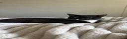 Domestic Shorthair cats for sale: Two kittens  - Advert 3