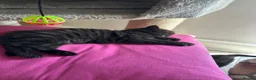Russian Blue cats for sale: Gorgeous healthy loving kittens - Advert 8