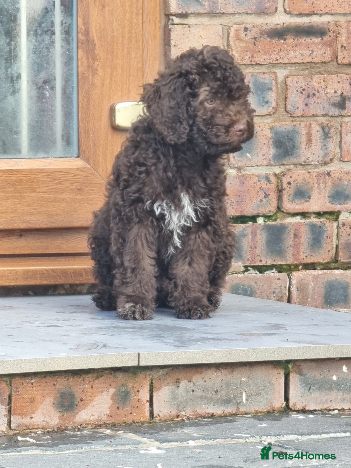 Lagotto Romagnolo dogs KC Fully Vacc Lagotto Puppies - Advert 1