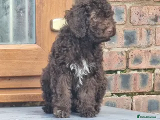 Lagotto Romagnolo dogs KC Fully Vacc Lagotto Puppies - Advert 1